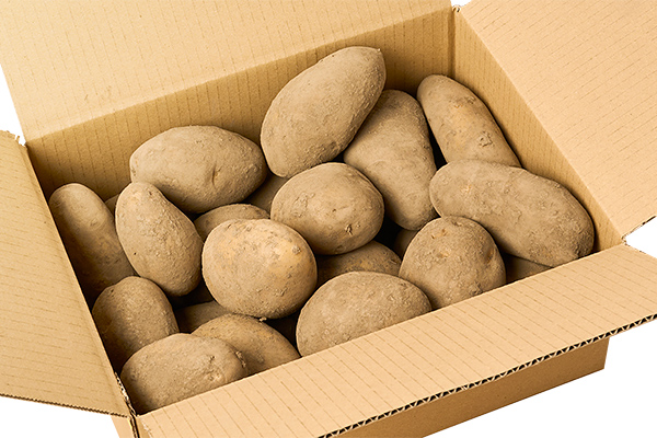 北海道産新じゃが　ホッカイコガネ＜計5kg＞　◆2026年9月下旬発送開始予定