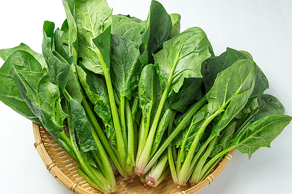 北海道産寒締めほうれんそう＜計1kg＞　◆2026年12月中旬発送開始予定